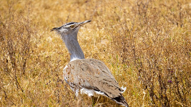 kori bustard, animal, tanzania