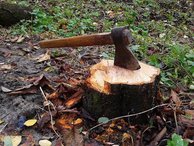 axe, stump, tree