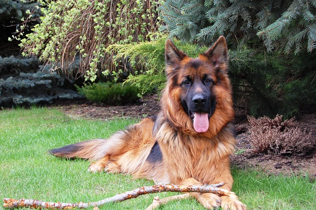 german shepherd, friend, dog