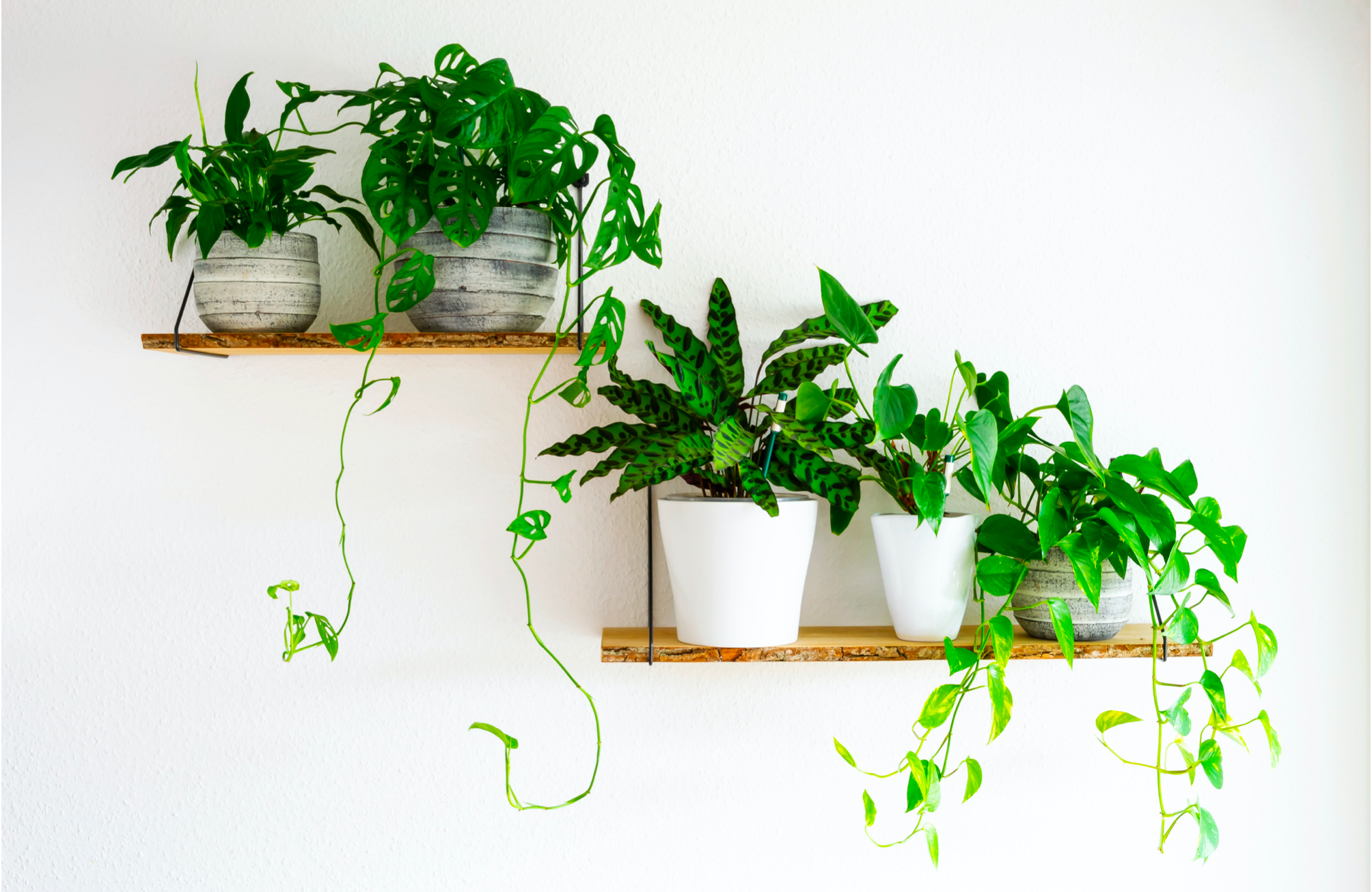 Placing plants on shelves are a great way of keeping toxic plants out of reach for your pets.