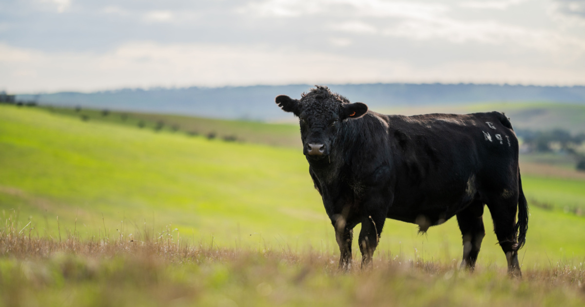 Japanese beef cattle