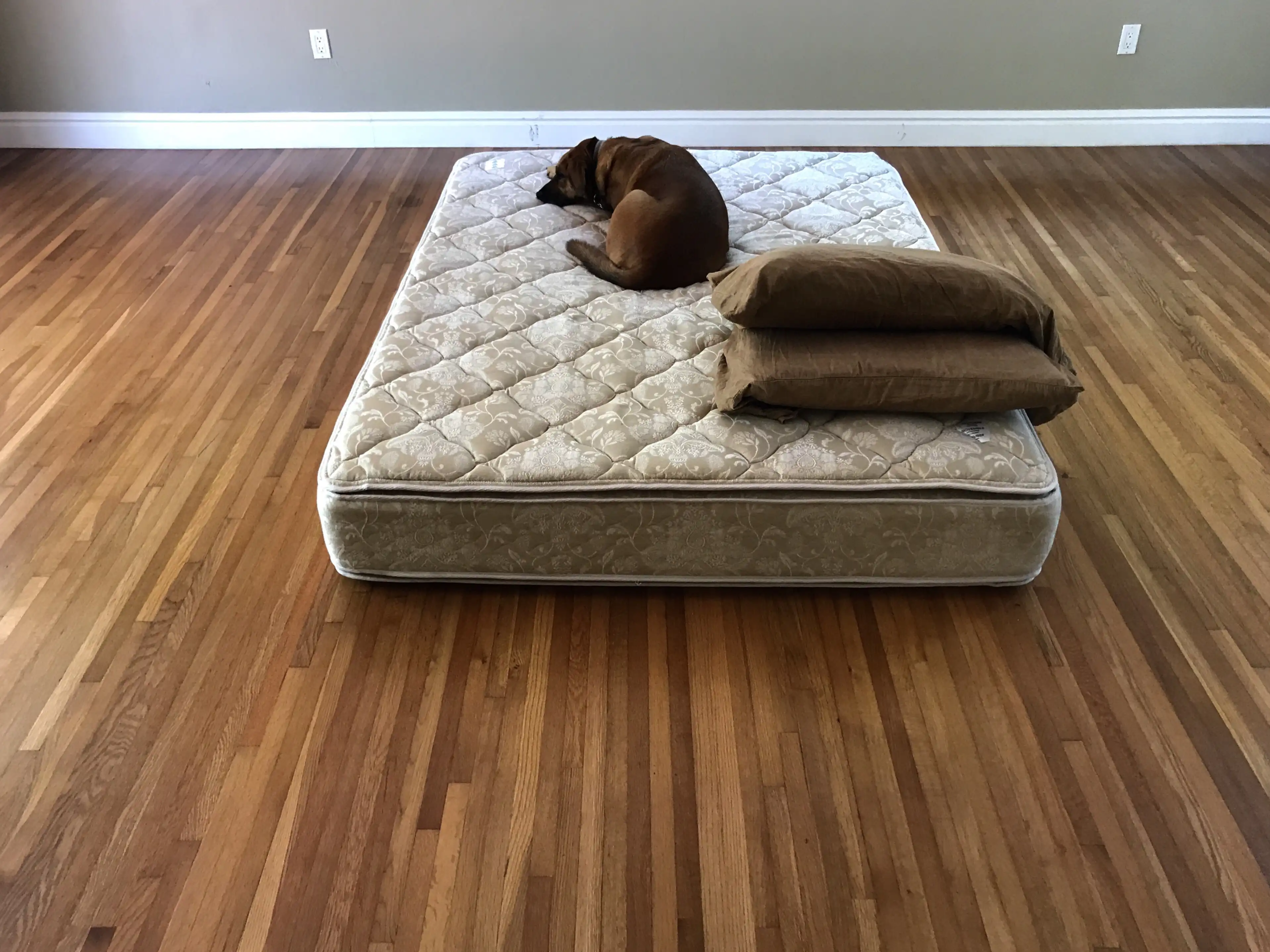 hypnotic-relaxation mattress for animals -hypnia gives comfort