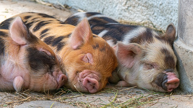 pigs, piggy, piglet