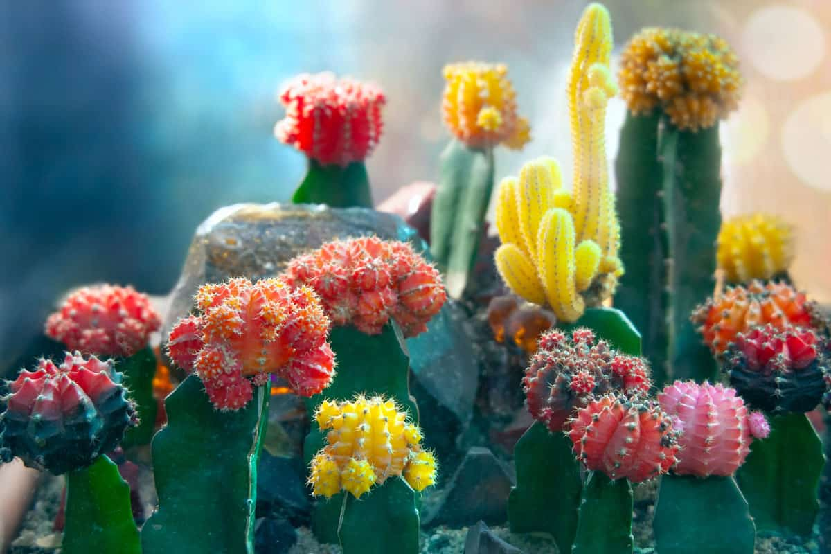 moist, bright colors, cacti