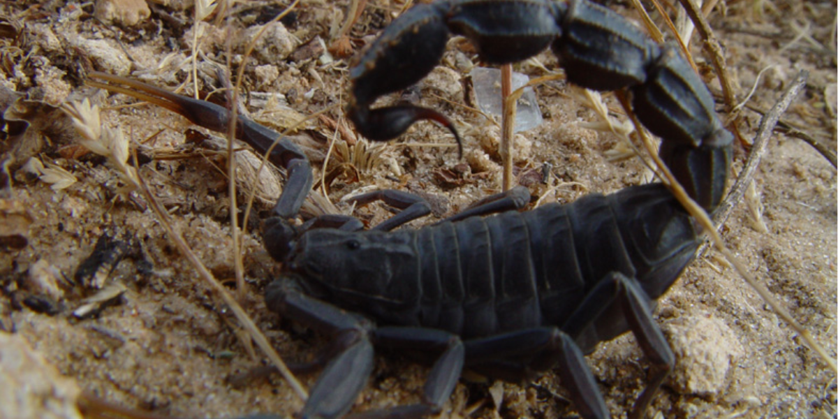 Black scorpions, dangerous animals
