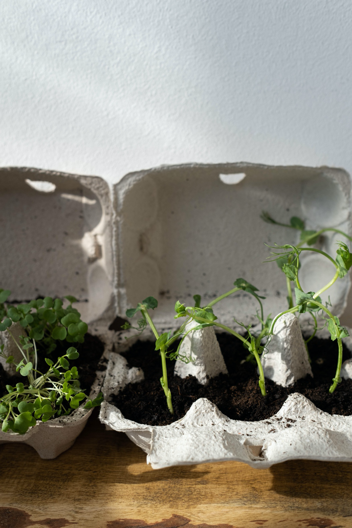 Herb and vegetable seeds can be grown in the egg carton