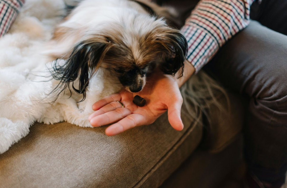 give your dog a treats, dogs