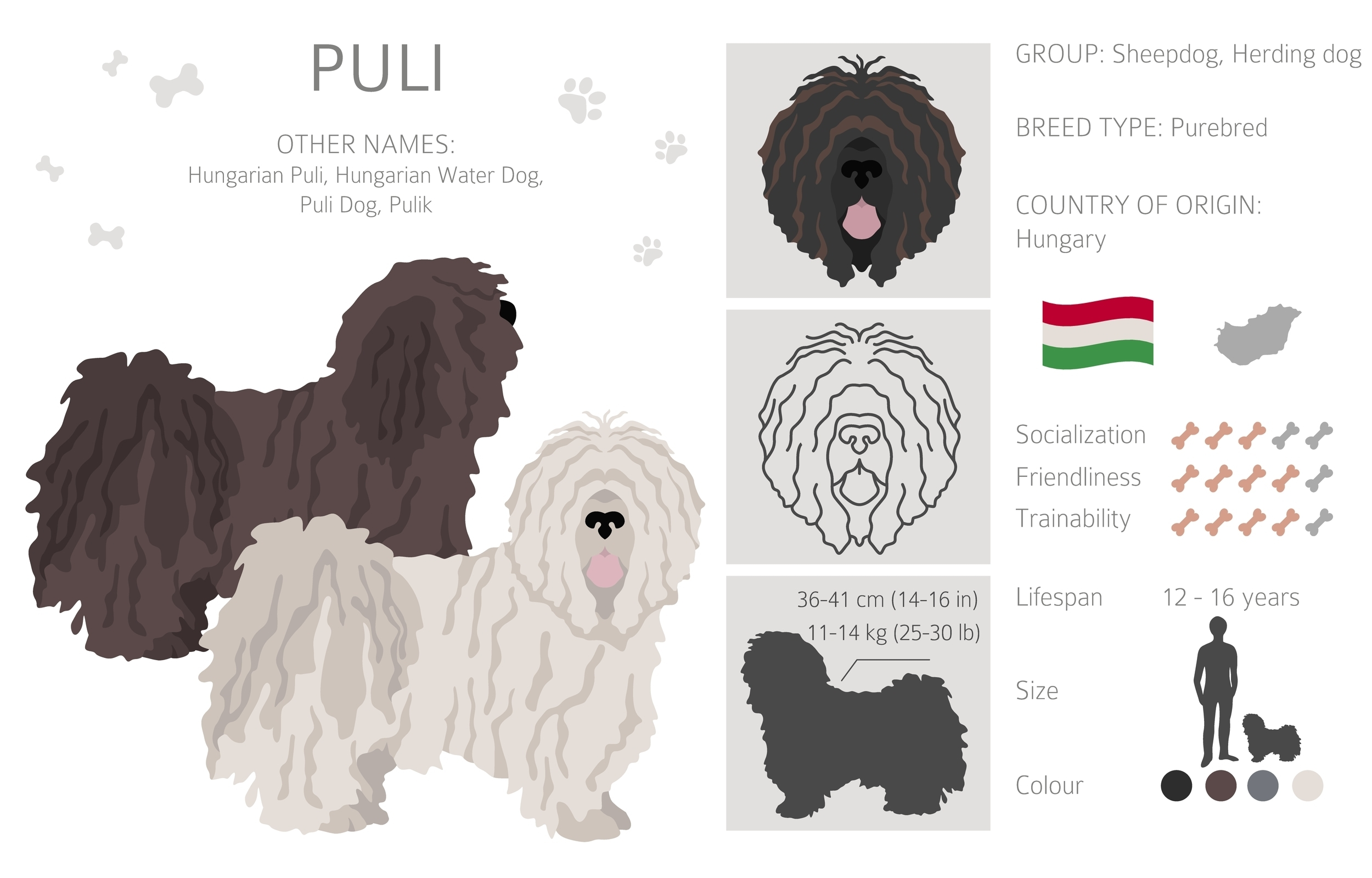 An inforgraphic over view of the Puli dog breed