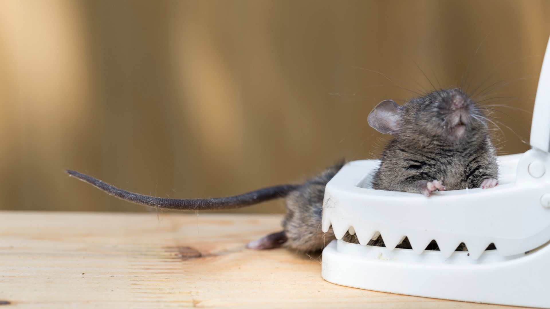 Rat caught in a modern snap trap.