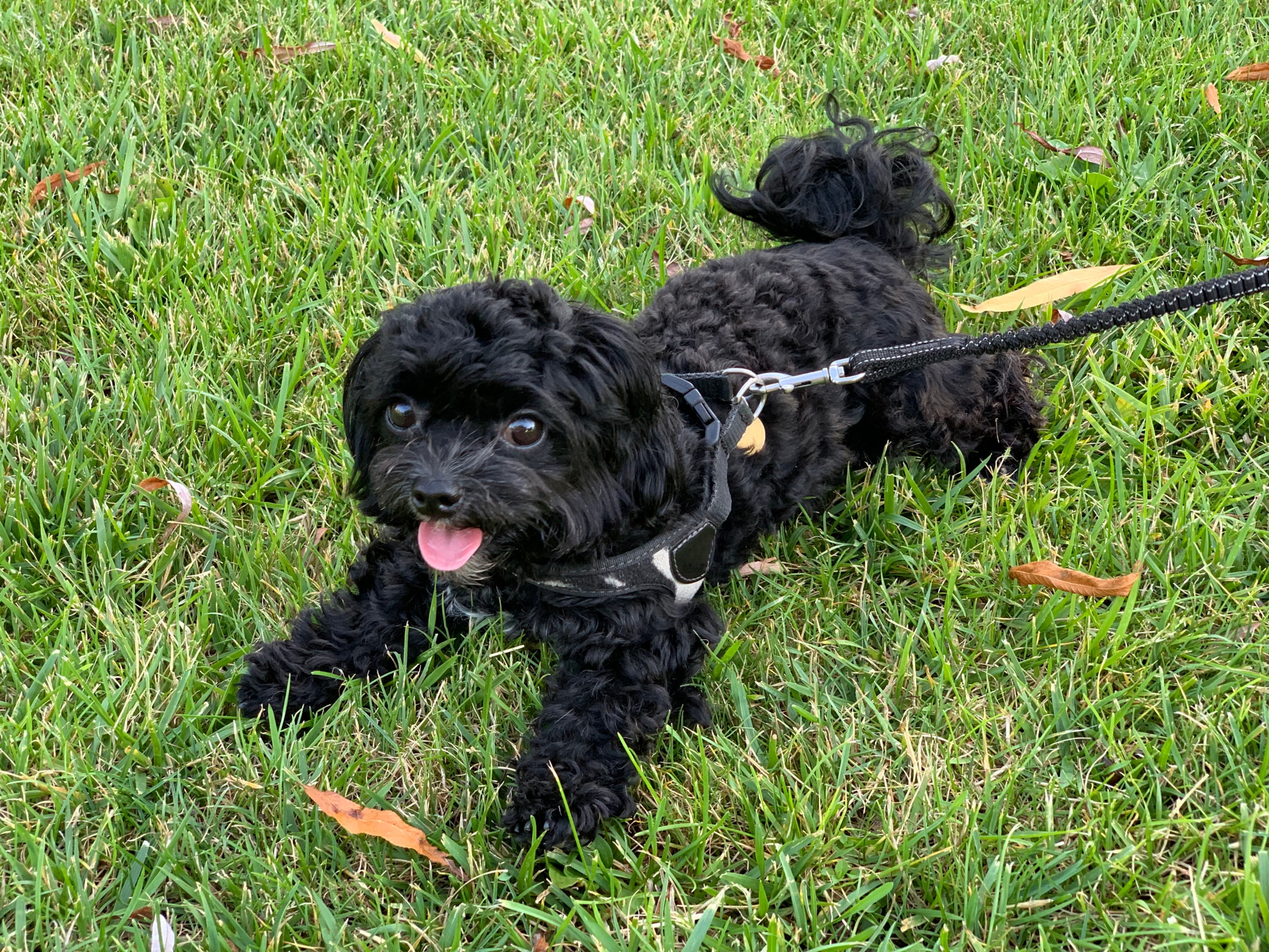An excited Bolonka laying while being walked on a leash