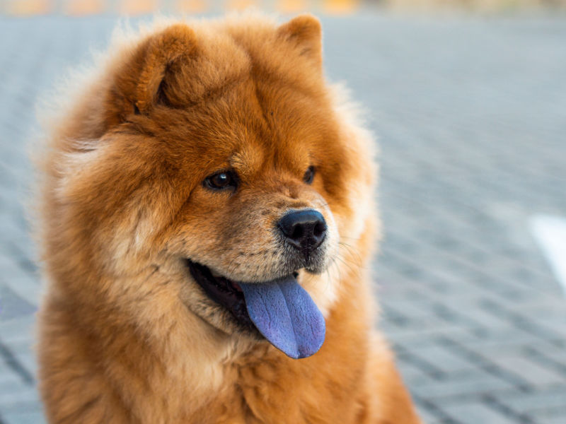 chow chow dog breed with cute ears