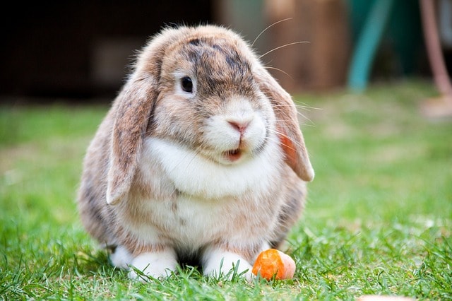 Are Rabbits Smart?