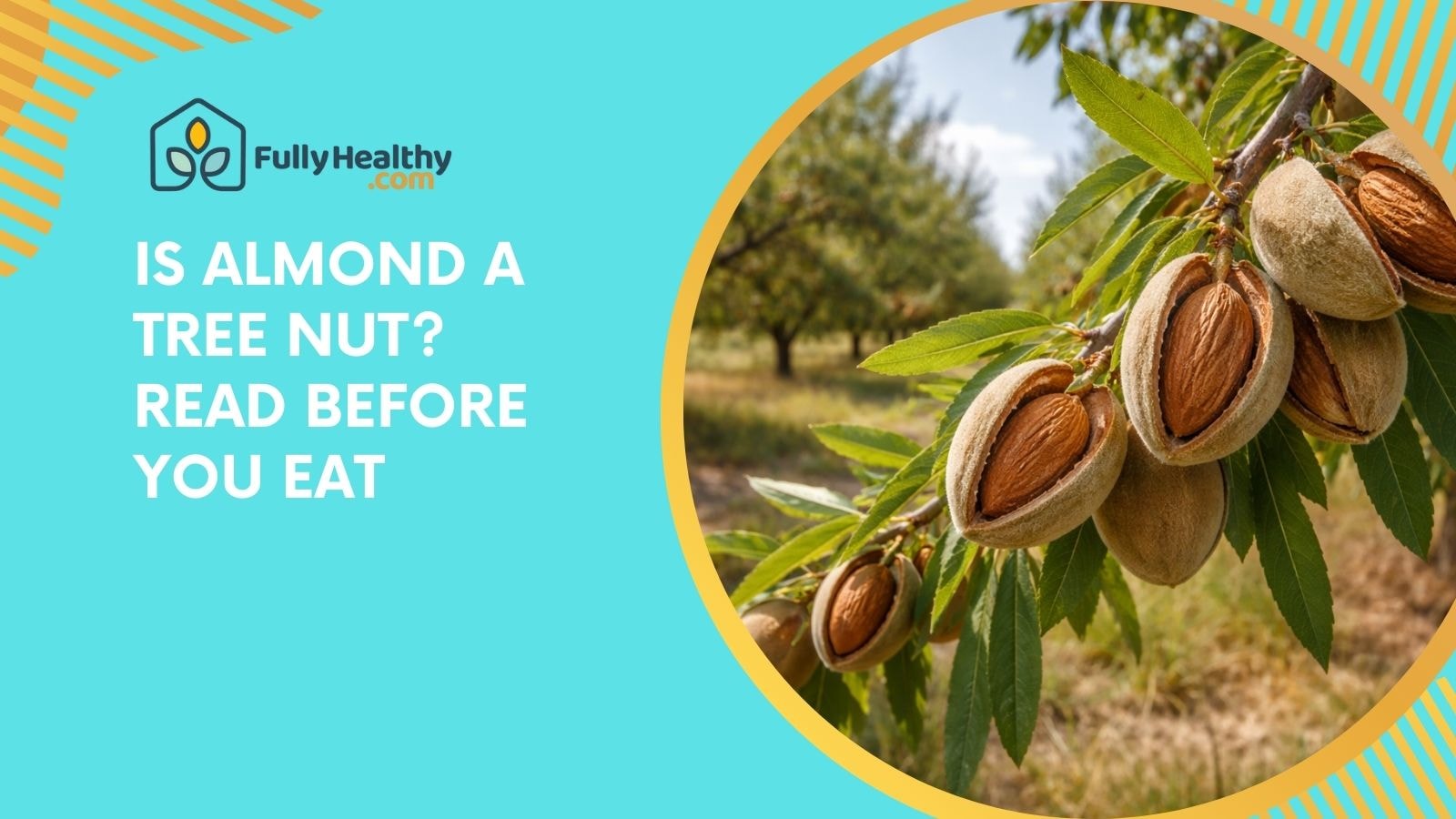 Is Almond a Tree Nut? Read Before You Eat