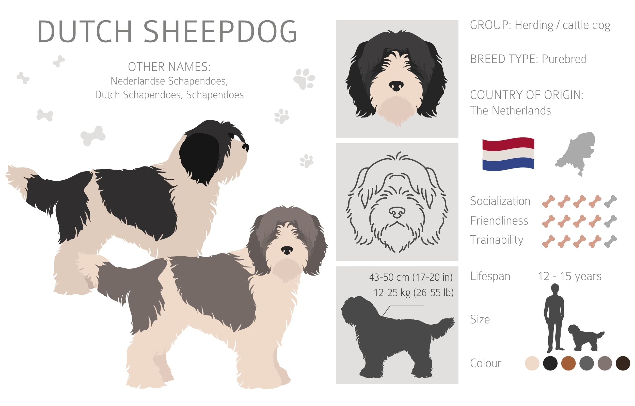 An infographic providing an overview of the Dutch Sheepdog