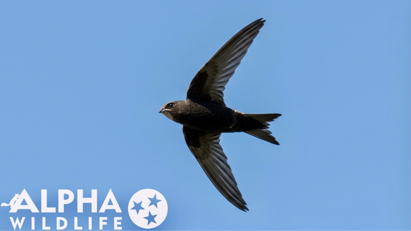 Chimney swift flying through the air