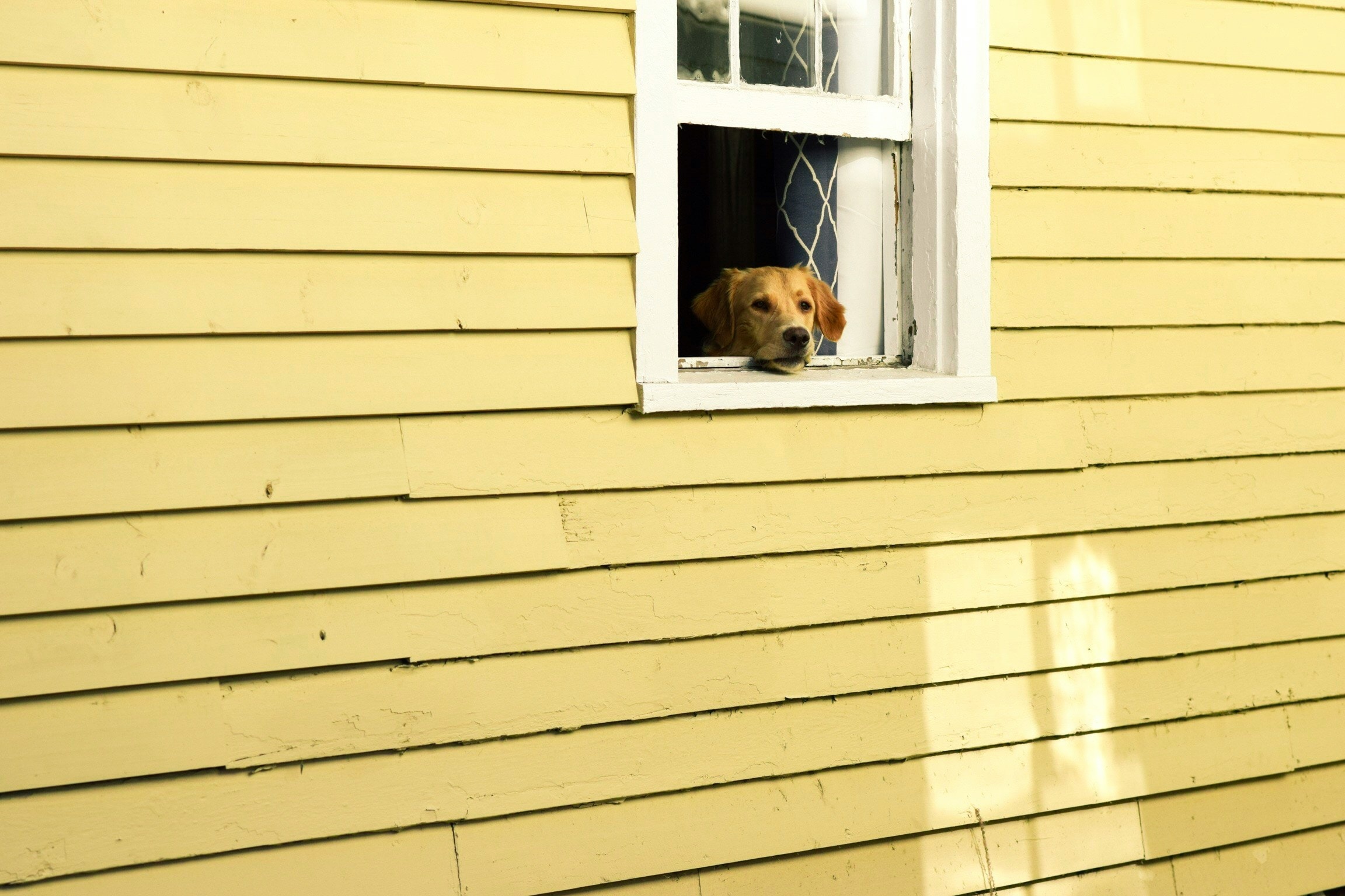 dog looking out a window