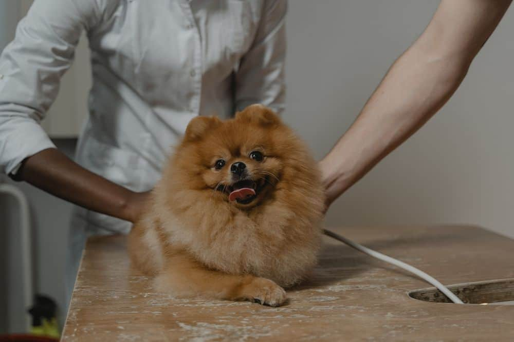 generally healthy, american kennel club, beautiful coat