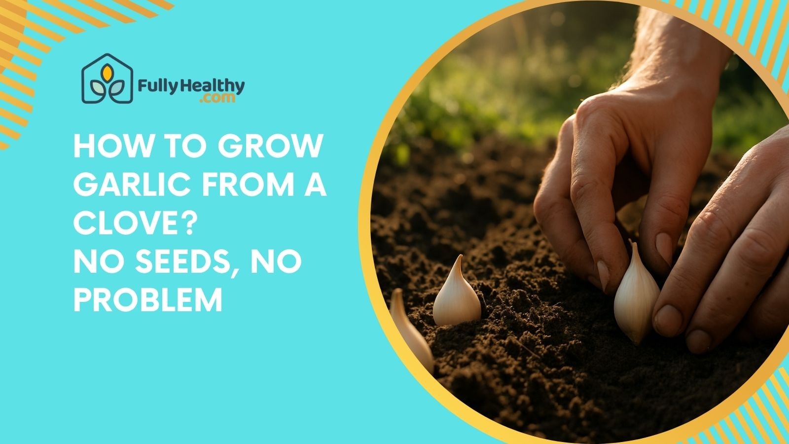 How to Grow Garlic From a Clove? No Seeds, No Problem