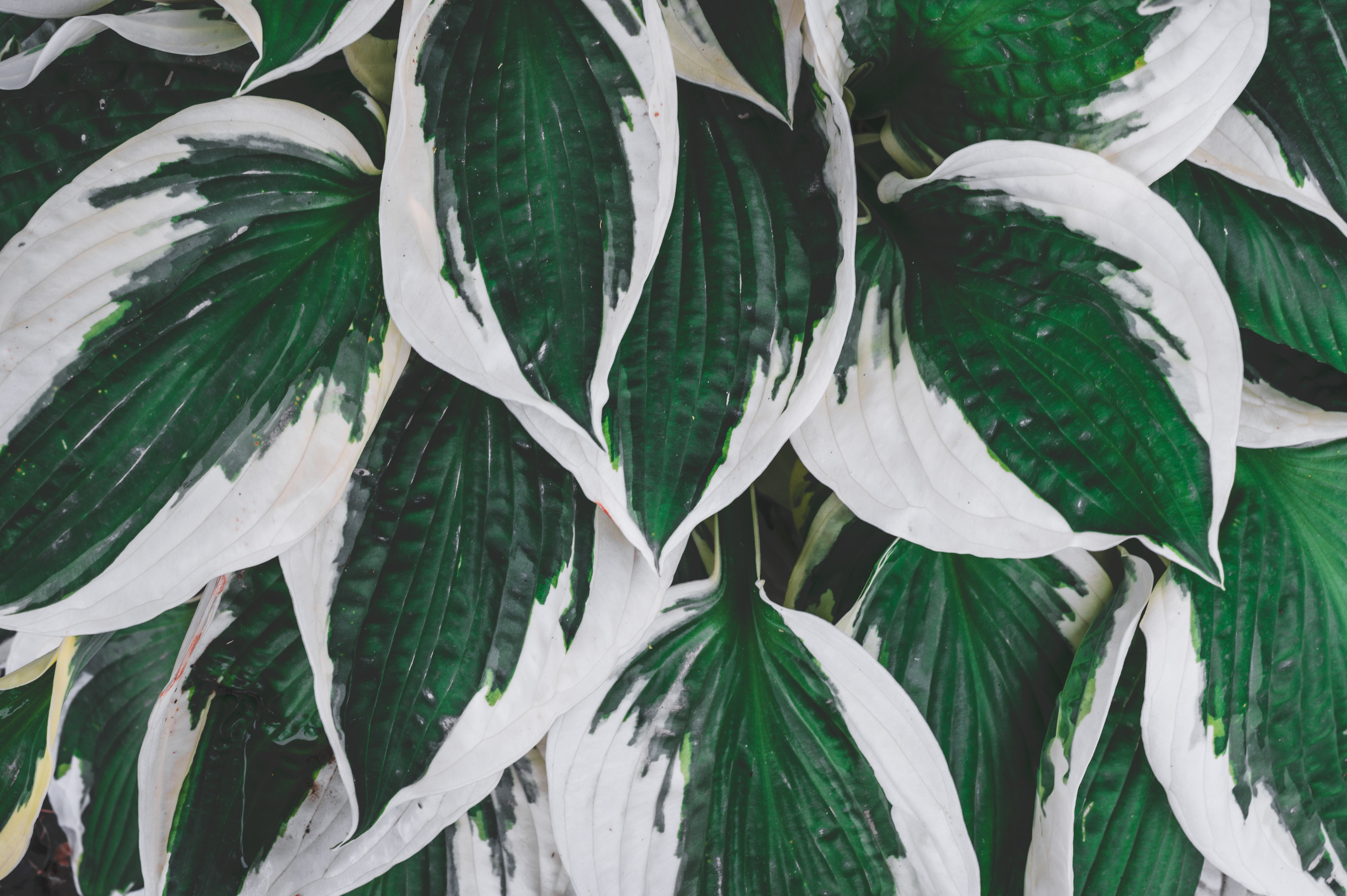 variegated tropical plant
