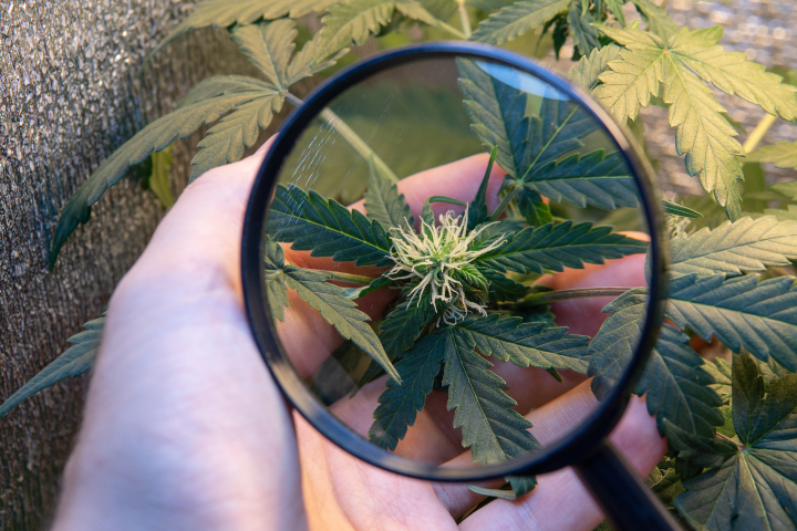 Scout your garden daily to monitor to detect any potential pest issues early and monitor trichome development.