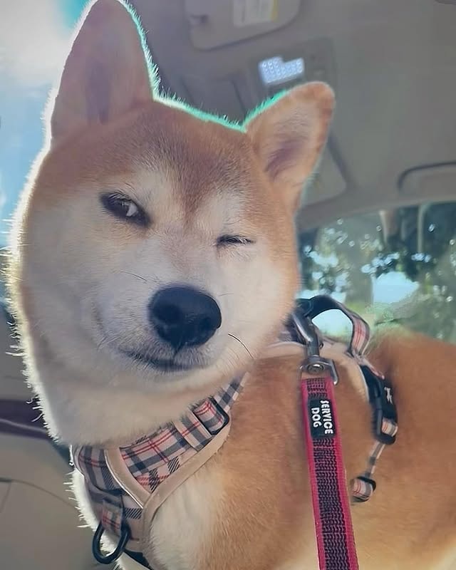 shiba inu dog breed information 