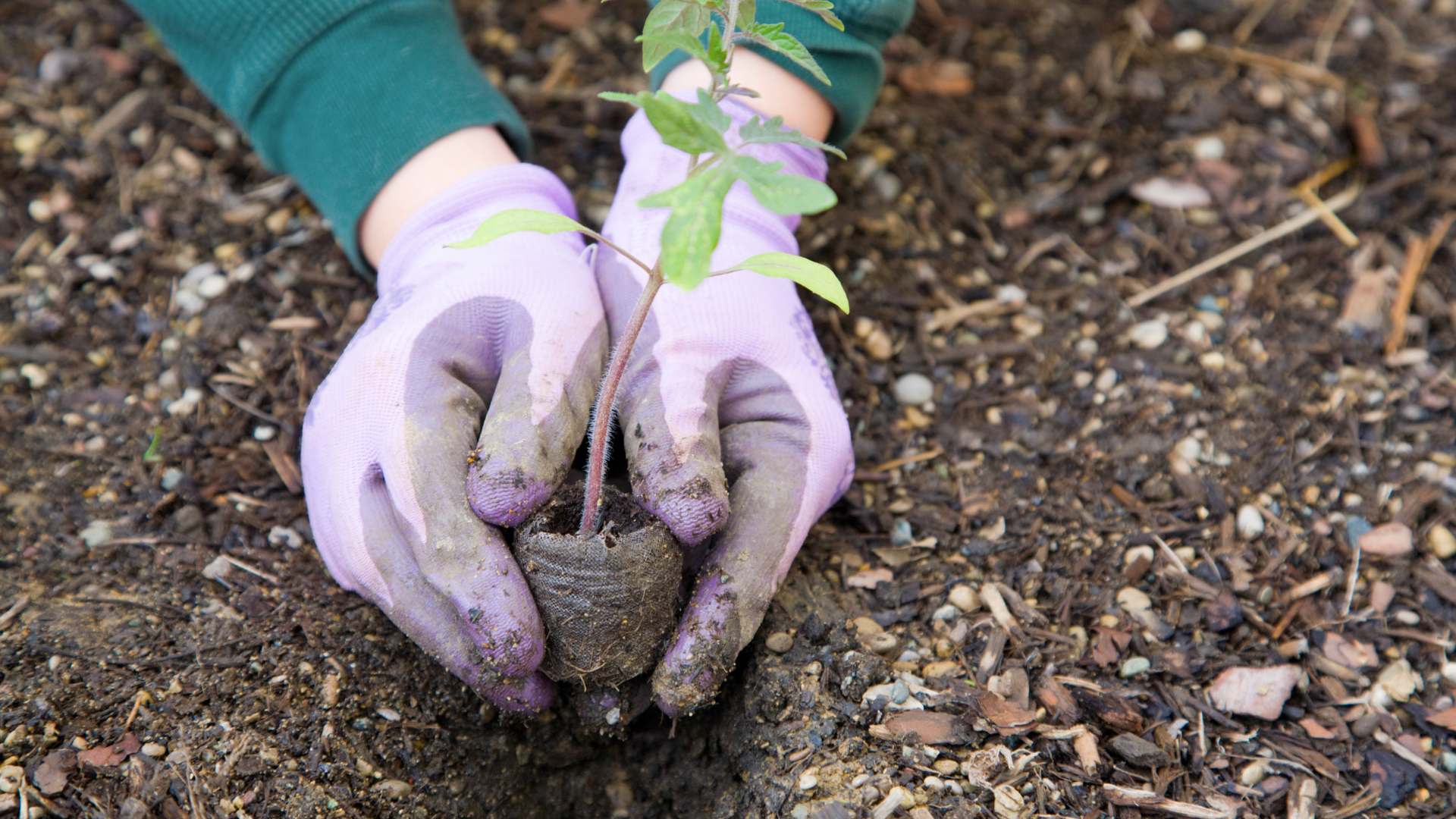 Une paire de mains plantant un arbre dans un lit de terre et de copeaux.