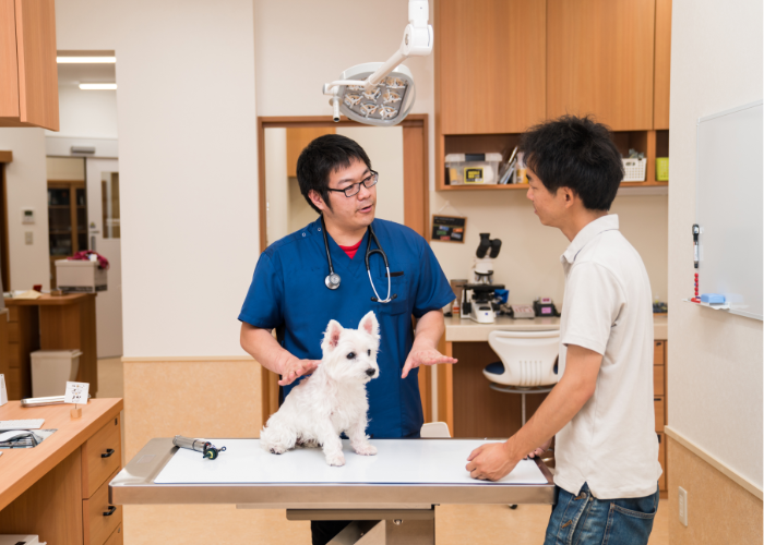 A veterinarian talking to a pet owner about the potential health risks associated with a dog's breed composition