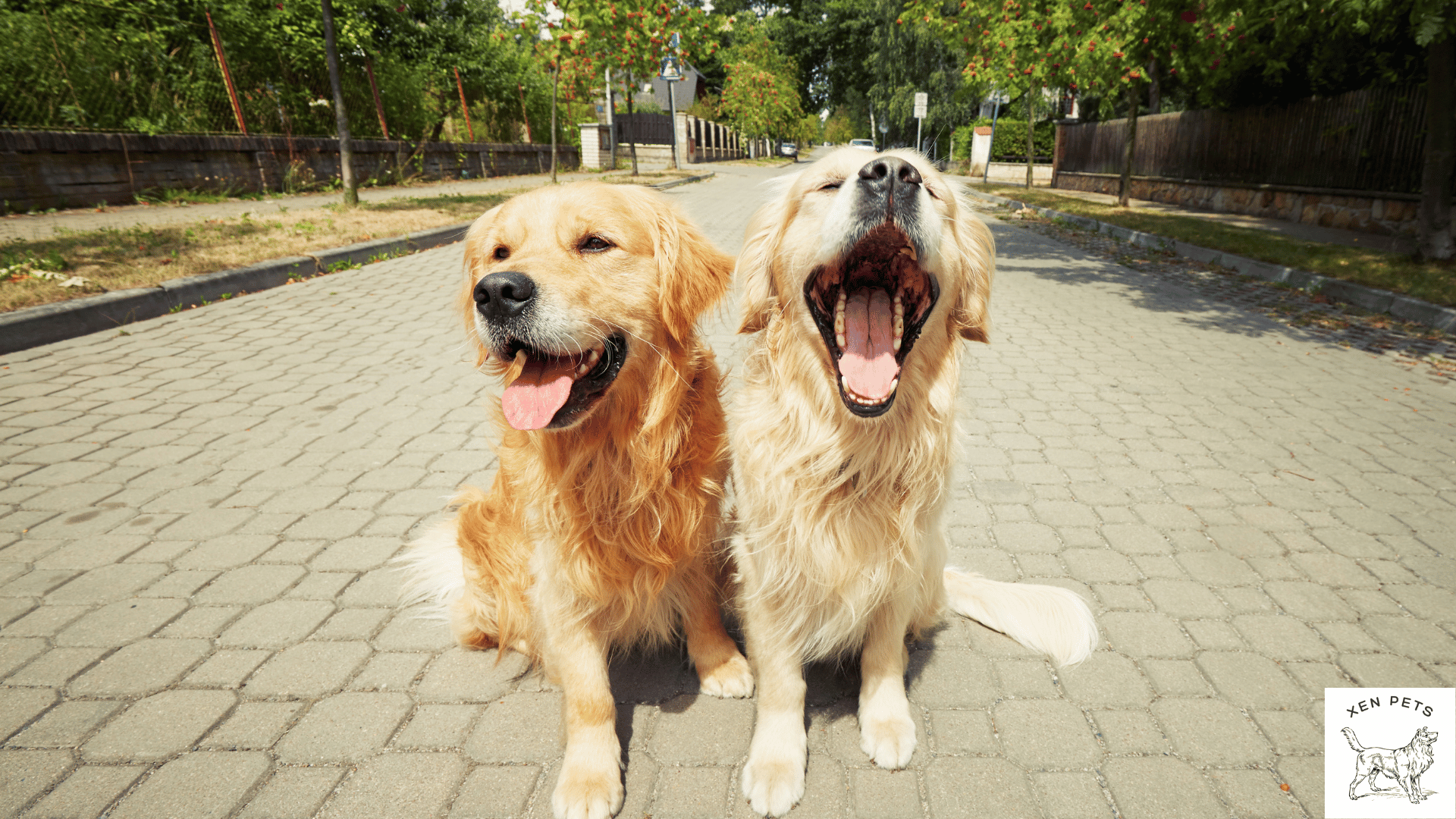 contagious yawning