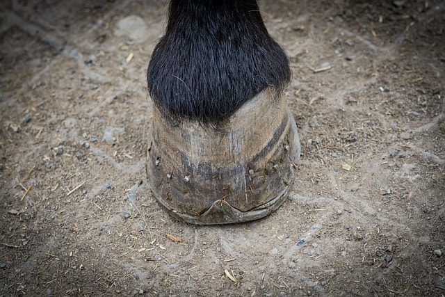 horse, hoof, foot