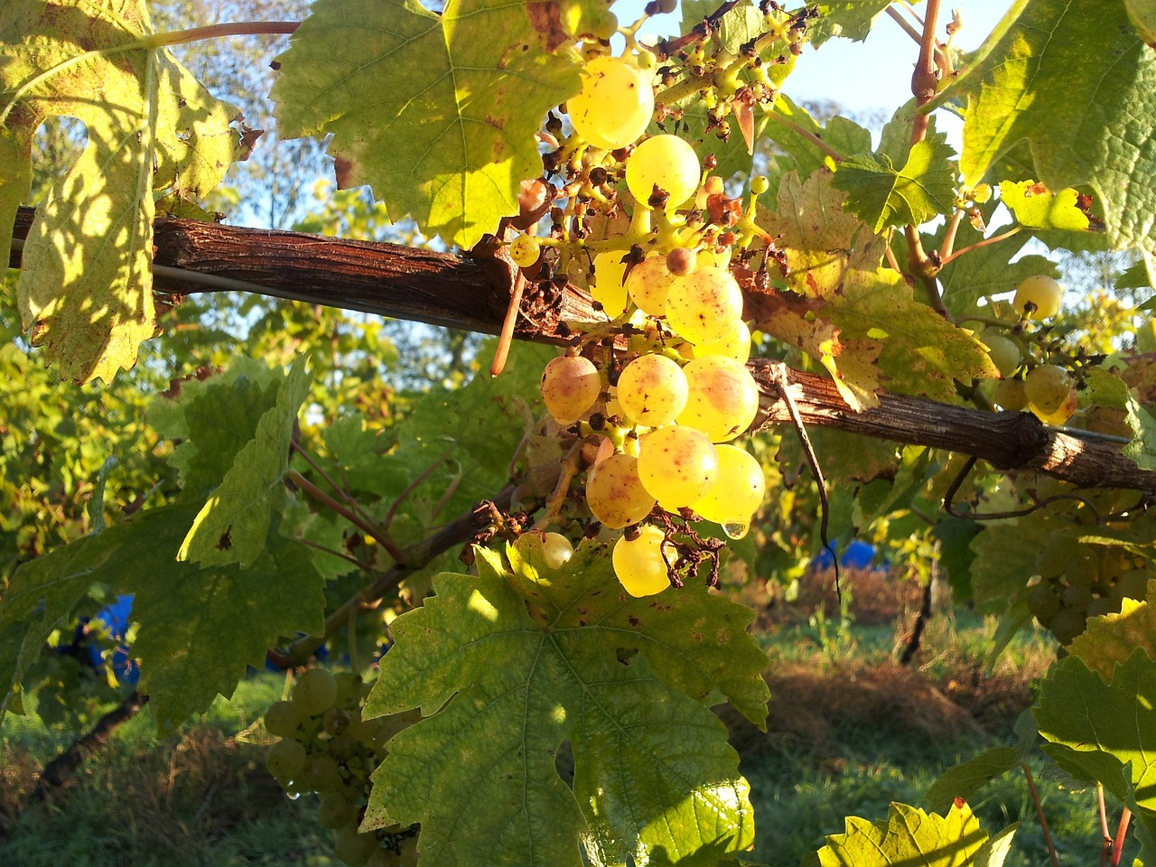 Photograph of seyval blanc grapes growing in an English vineyard