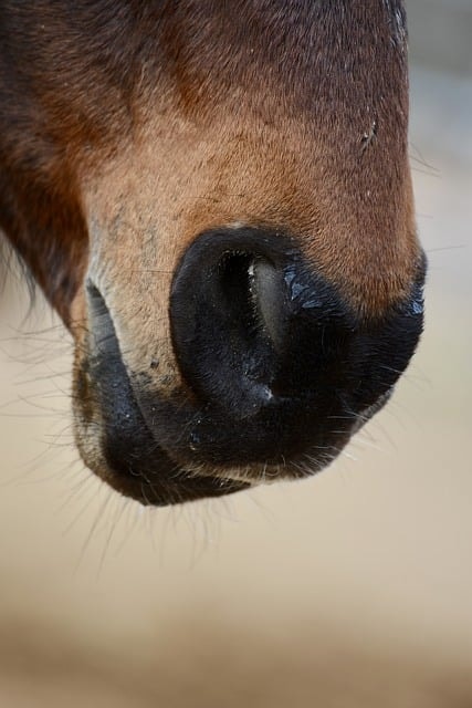 horse, equine, muzzle