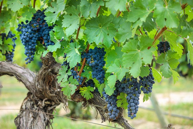 Rioja grapes, Spain