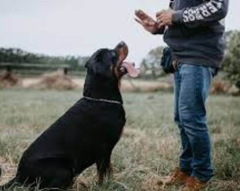 A professional dog trainer demonstrating how to use a dog training collar on a stubborn dog