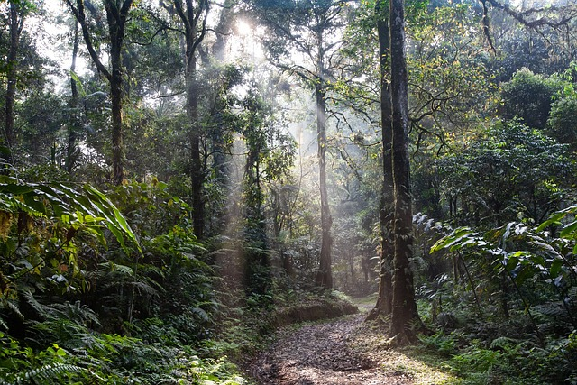 rainforest, path, morning mist