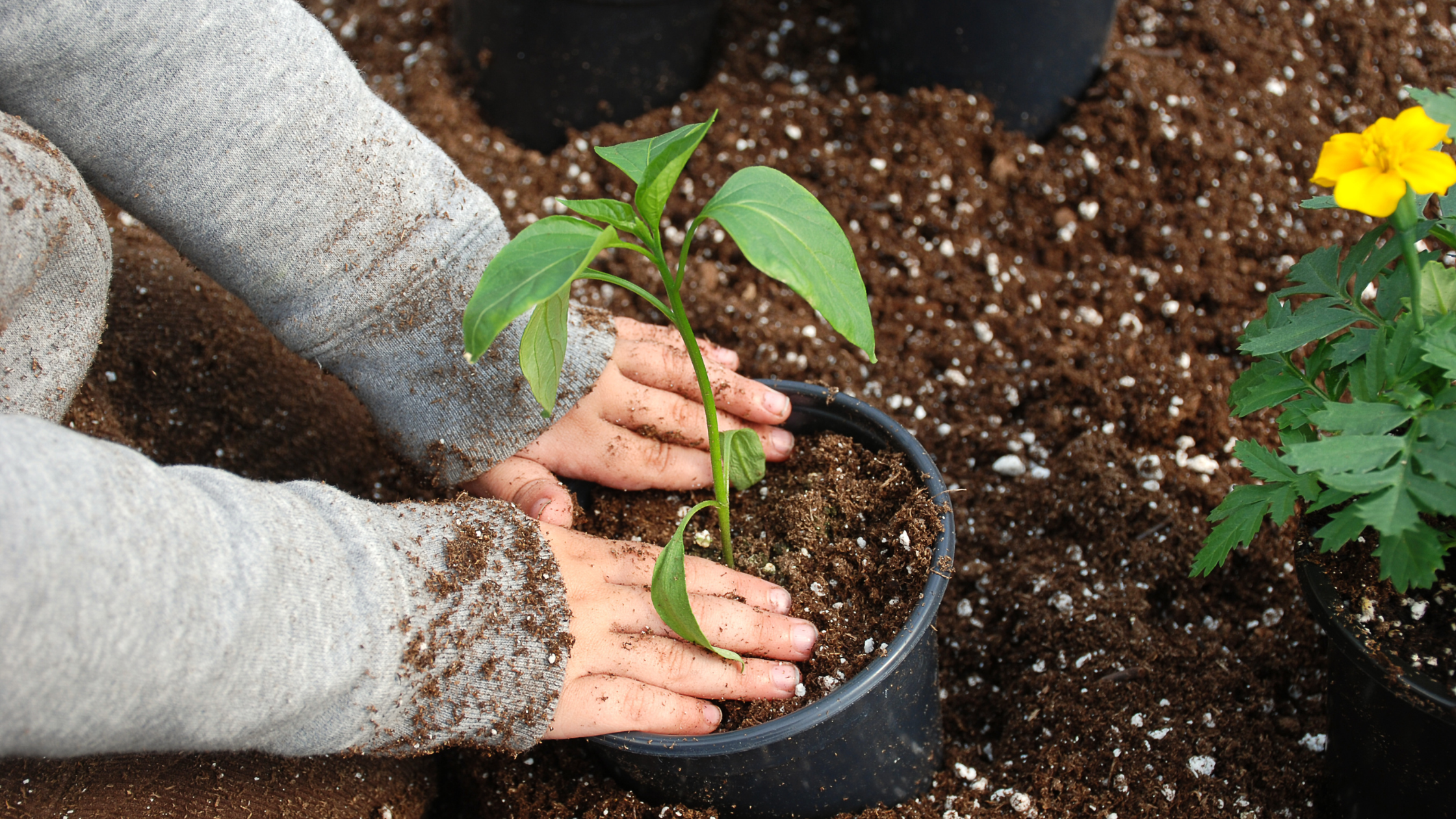 Planting a leafy green plant