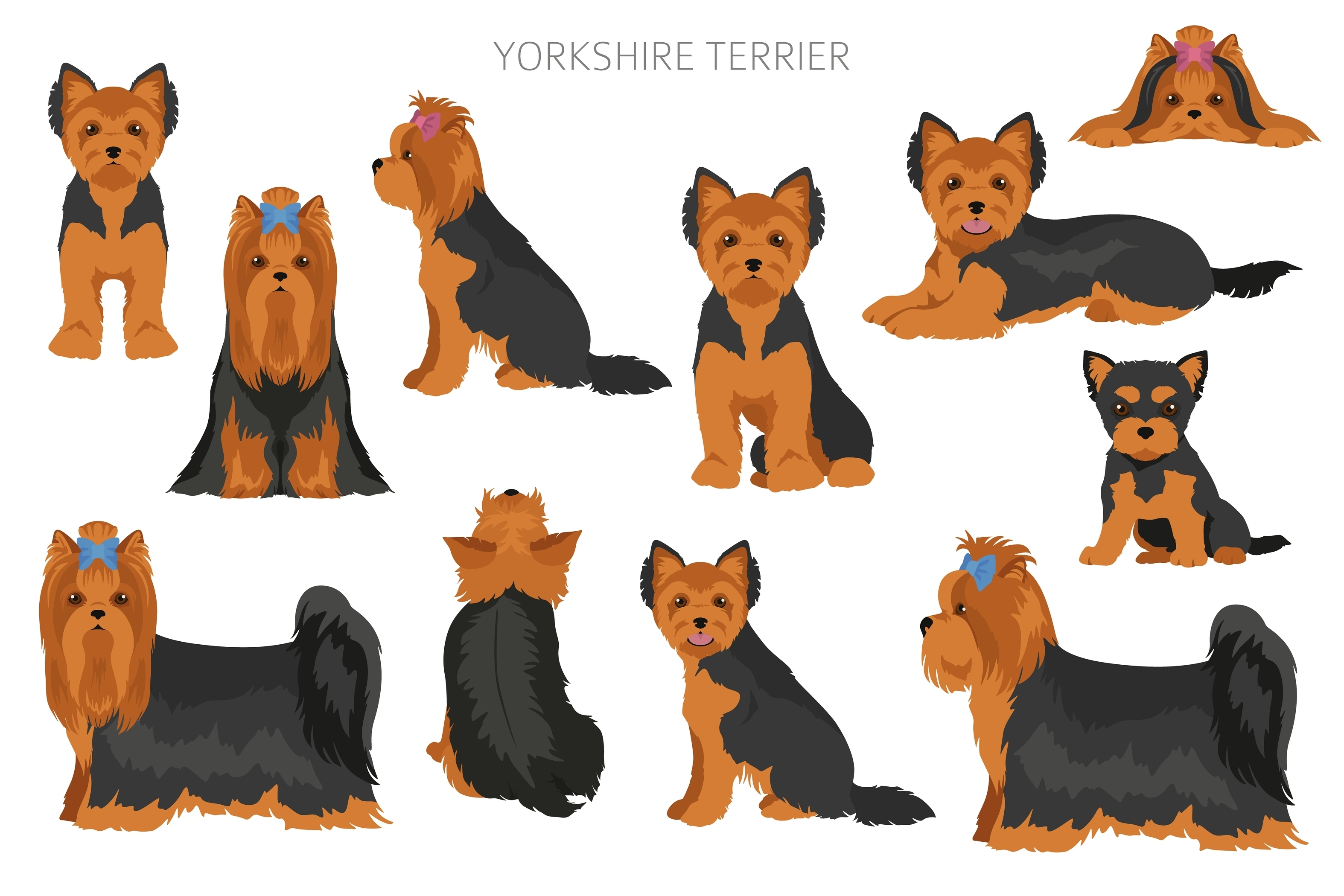 An infographic showing various Yorkshire Terrier Coats