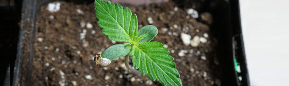 signs of cannabis growing indoors from seedling to vegetative stage of cannabis, vegetative stage start