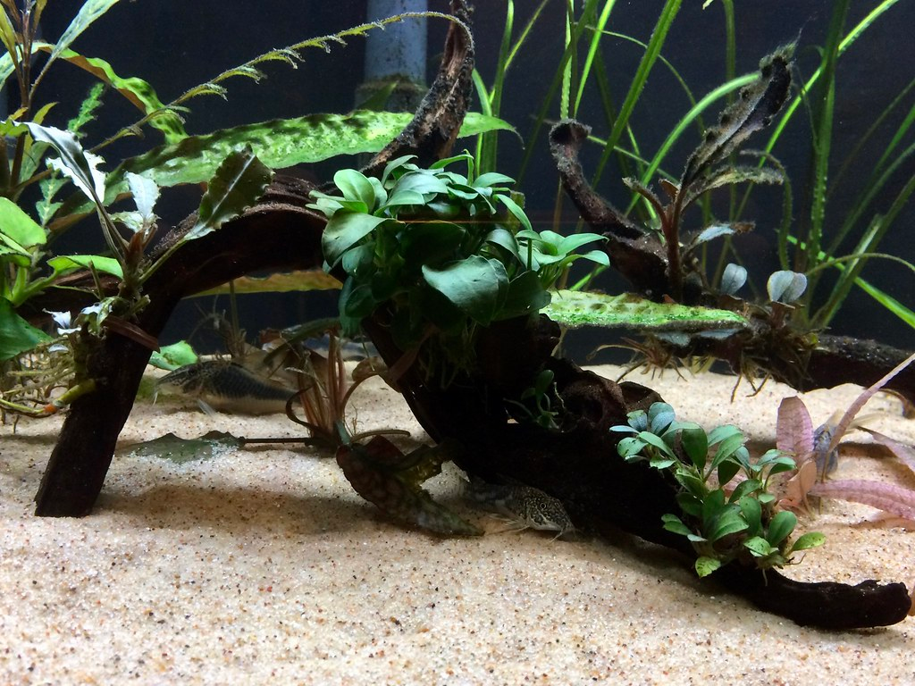 driftwood arch covered in anubias nana