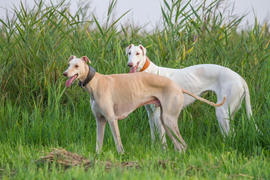 two greyhounds standing in field of tall grass