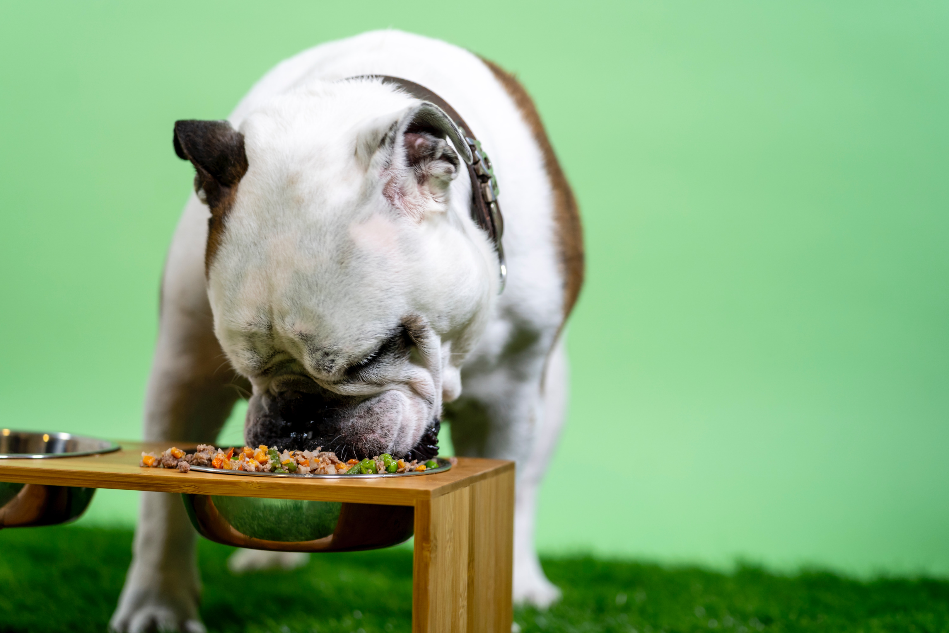 Dog eating food from a food bowl