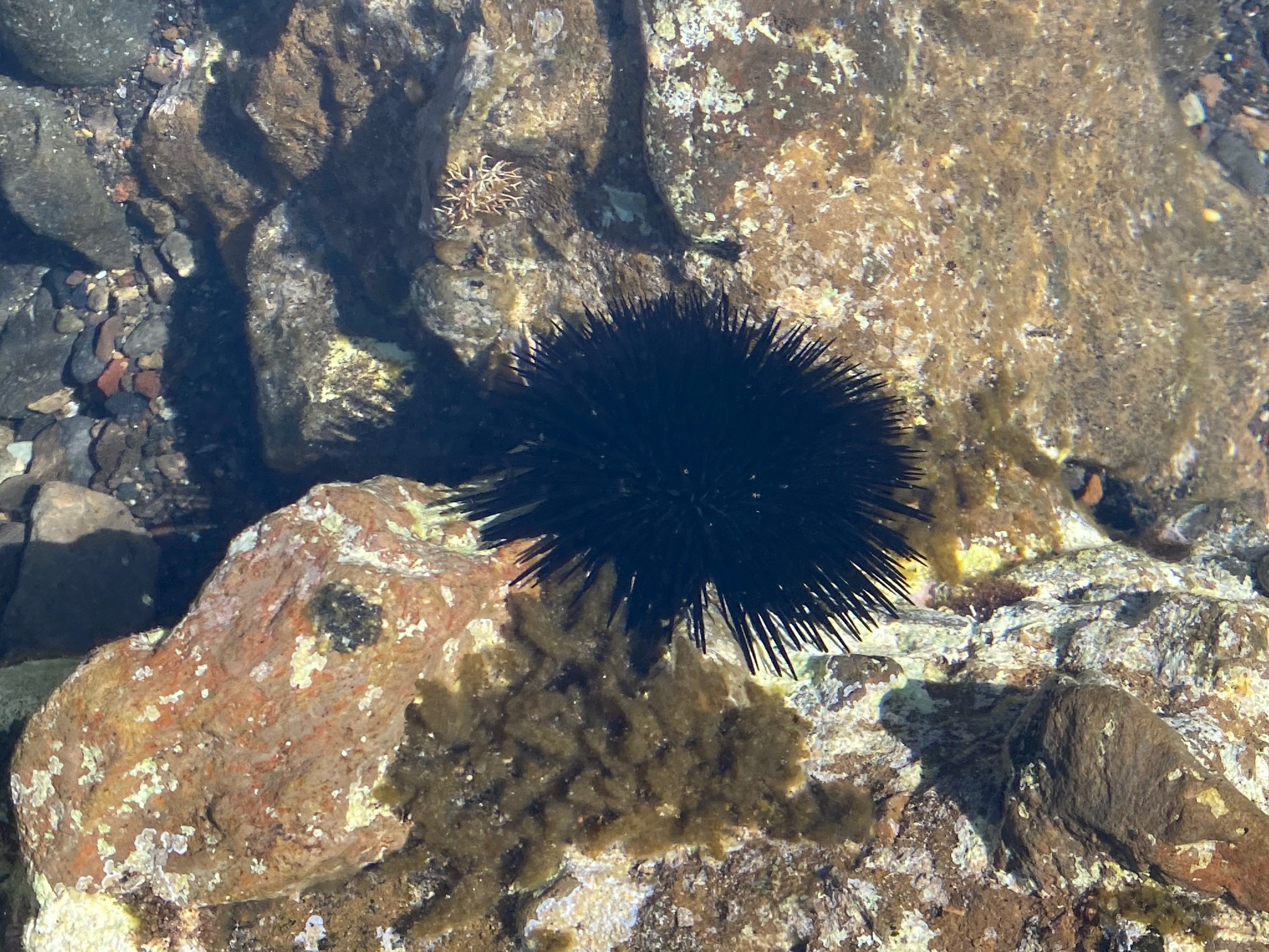 I'ts not snorkeling in Hawaii you won't see the bright colors of Hawaii marine life but Greek marine life is cool too!