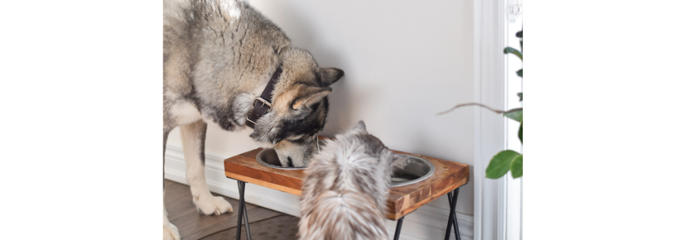 Is chicken broth safe for outlet cats