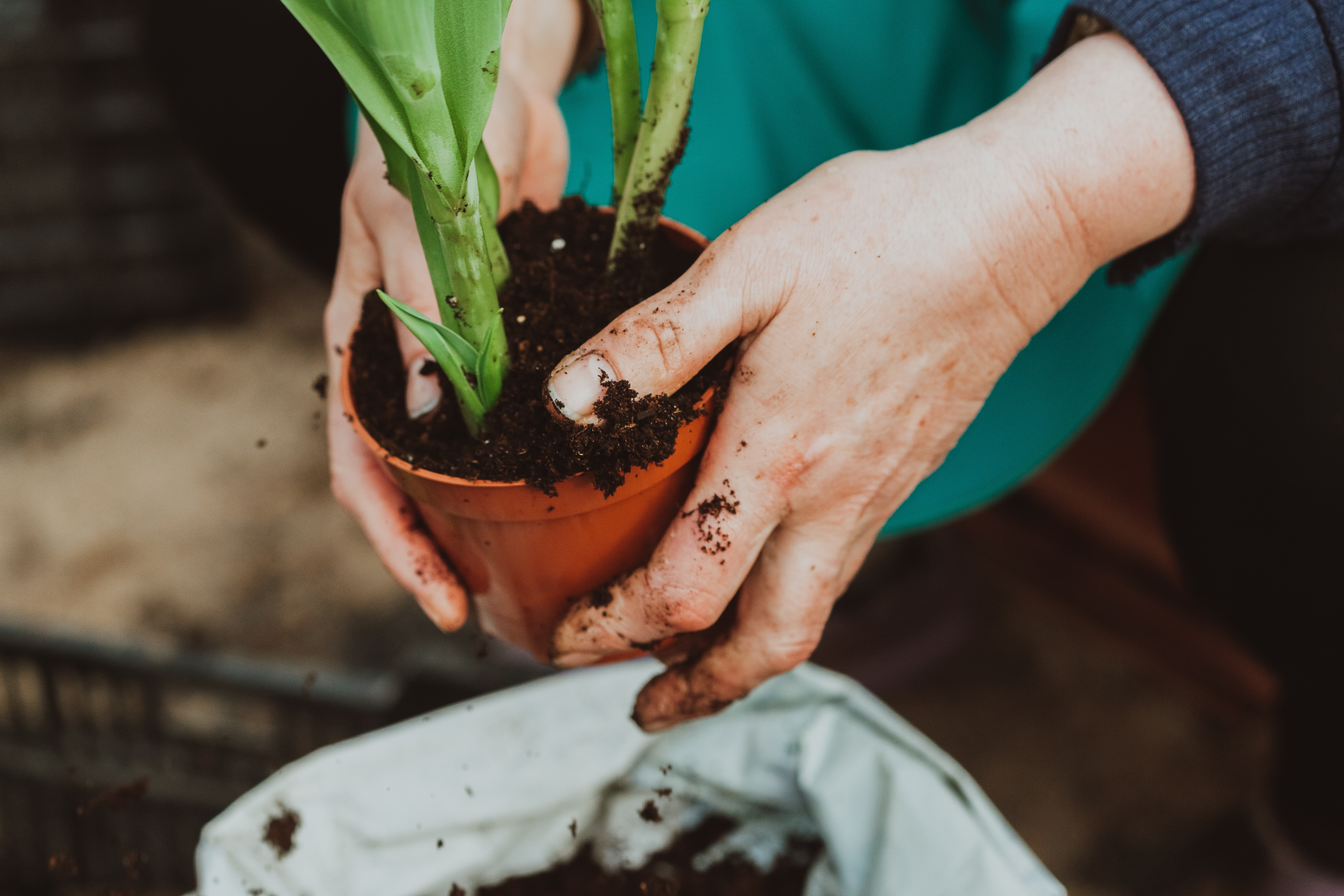 https://www.pexels.com/photo/crop-unrecognizable-gardener-planting-green-plant-in-pot-7141192/