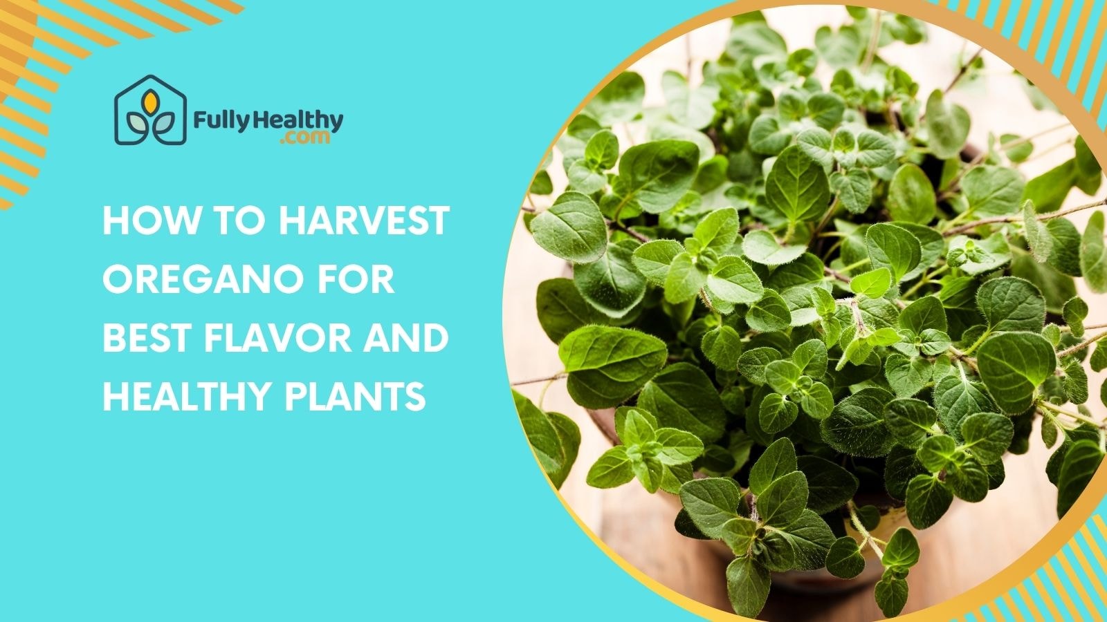 How to Harvest Oregano for Best Flavor and Healthy Plants