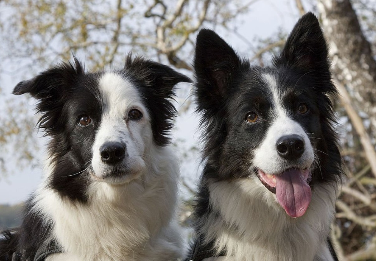 Border Collie Lab Mix Breed Profile & complete Guide