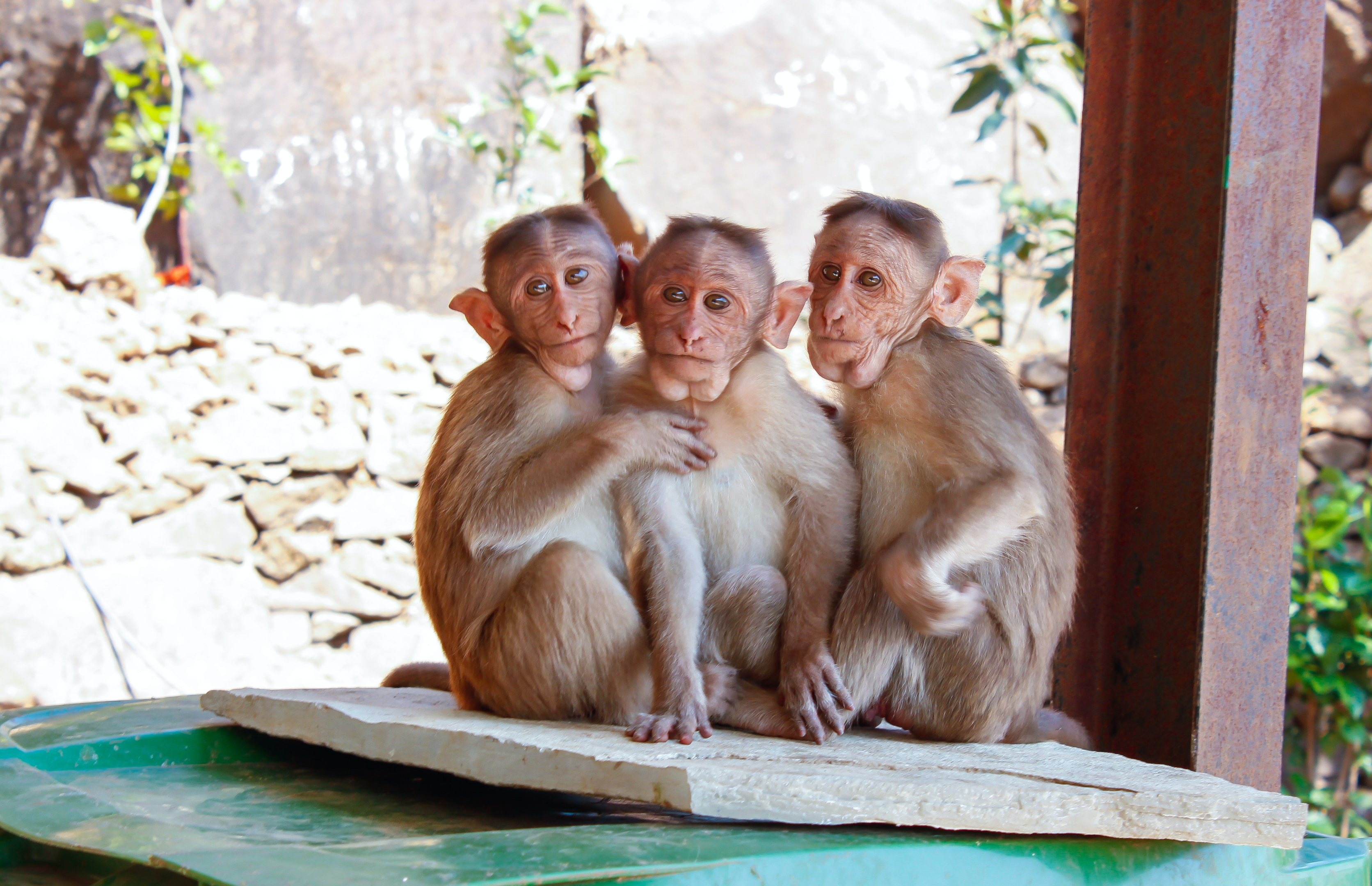 Three monkeys at the zoo
