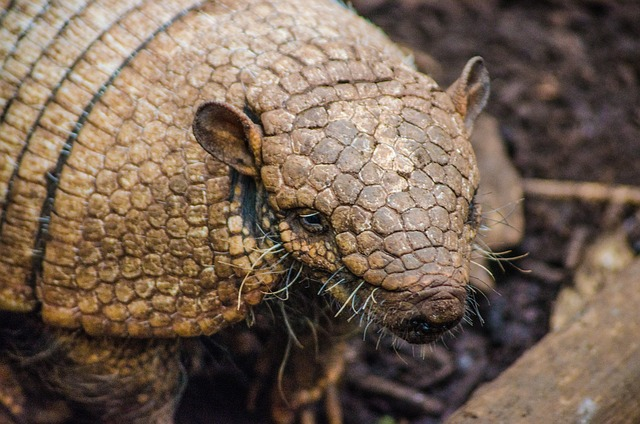 armadillo, zoo, animal