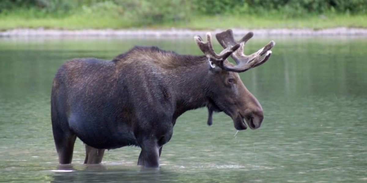 interesting animals in Yellowstone national park