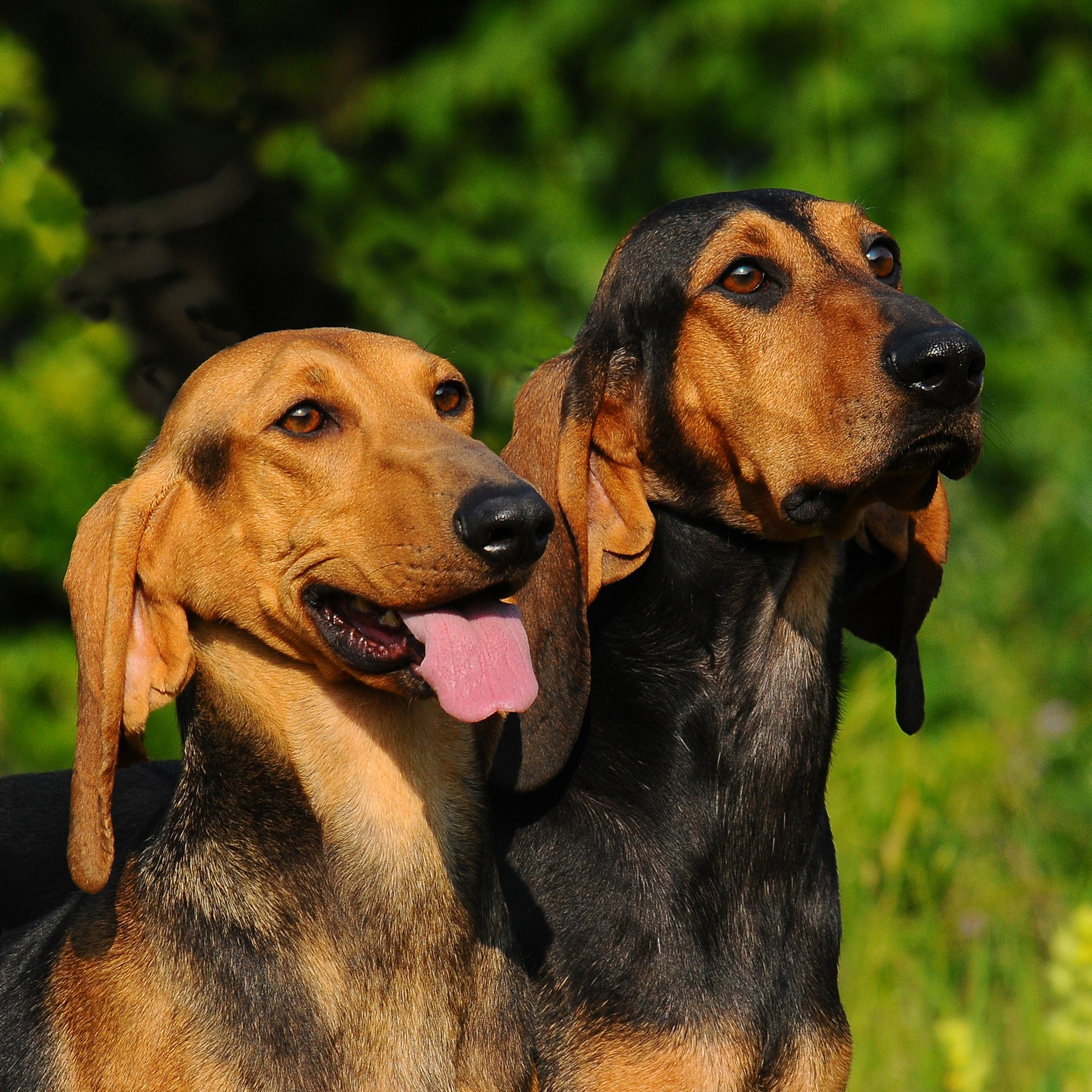 Two adult Segugios standing outside