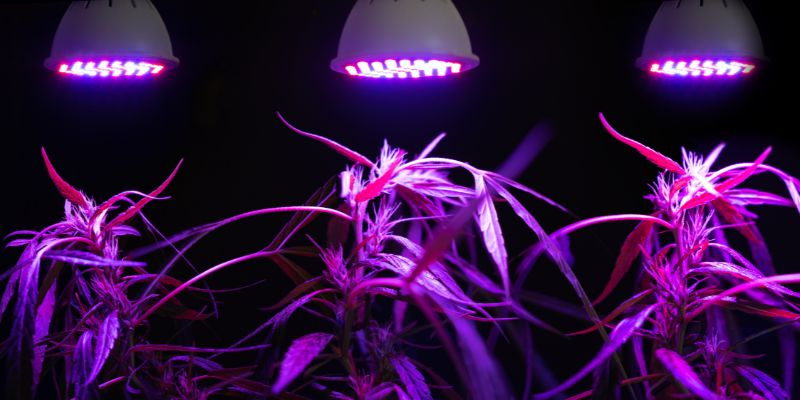 cannabis plants under grow lights